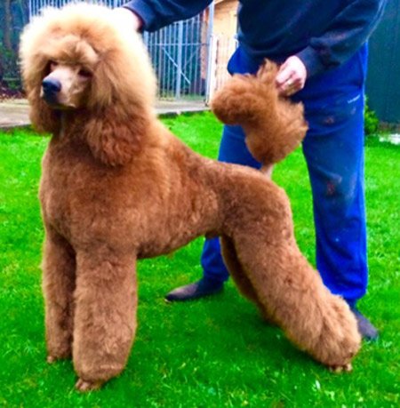 Best poodle groomer near hot sale me